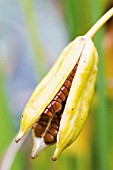 IRIS PSEUDACORUS, IRIS FLAG IRIS