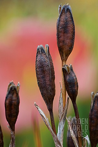 IRIS_SIBIRICA_CAESARS_BROTHER_IRIS_SIBERIAN_IRIS