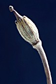 MECONOPSIS NAPAULENSIS, POPPY