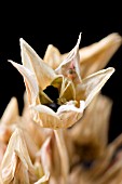 NECTAROSCORDUM SICULUM, NECTAROSCORDUM