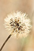 PTEROCEPHALUS LASIOSPERMUS, SCABIOUS