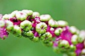 PHYTOLACCA AMERICANA, POKE ROOT, POKE WEED