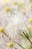 PULSATILLA VULGARIS, PASQUE FLOWER