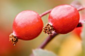 ROSA GLAUCA, ROSE