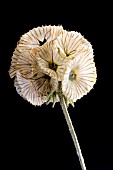 SCABIOSA STELLATA PAPER MOON, PINCUSHION FLOWER