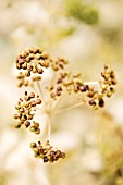 SMYRNIUM PERFOLIATUM, PERFOLIATE ALEXANDERS