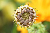 FLOWER DETAIL OF SEEDS