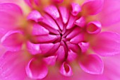 PINK DAHLIA