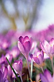 CROCUS VERNUS, CROCUS