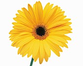 GERBERA, GERBERA