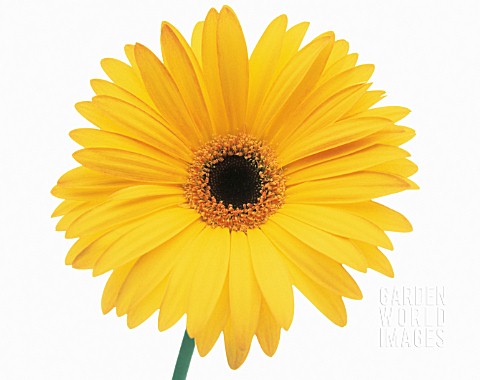 GERBERA_GERBERA