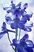 DELPHINIUM, DELPHINIUM