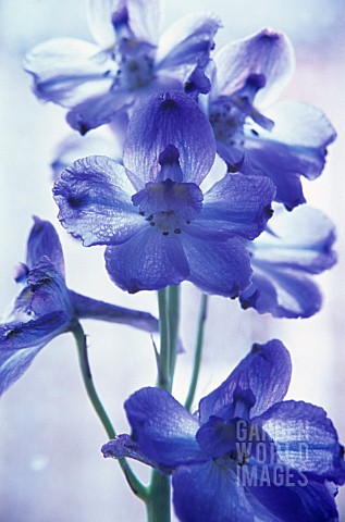 DELPHINIUM_DELPHINIUM