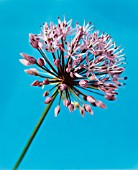 ALLIUM, ALLIUM