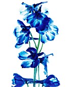 DELPHINIUM, DELPHINIUM