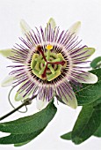 PASSIFLORA CAERULEA, PASSION FLOWER