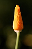 ESCHSCHOLZIA CALIFORNICA, POPPY - CALIFORNIAN POPPY