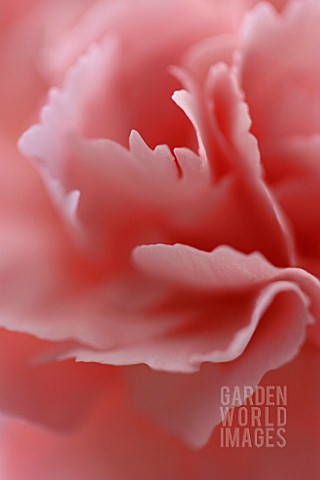 DIANTHUS_CARNATION