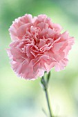 DIANTHUS, CARNATION