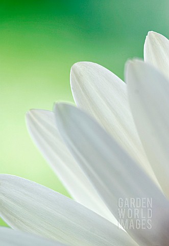 LEUCANTHEMUM_VULGARE_DAISY__OXEYE_DAISY