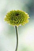 CHRYSANTHEMUM KERMIT, CHRYSANTHEMUM