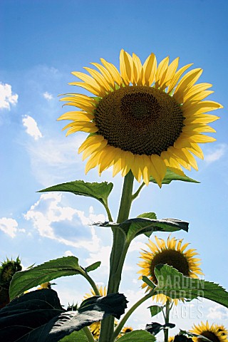 HELIANTHUS_SUNFLOWER