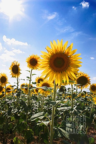 HELIANTHUS_SUNFLOWER