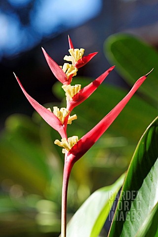 HELICONIA_HELICONIA