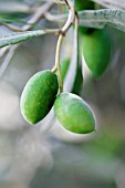 OLEA EUROPEA, OLIVE