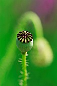 PAPAVER, POPPY