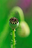 PAPAVER, POPPY