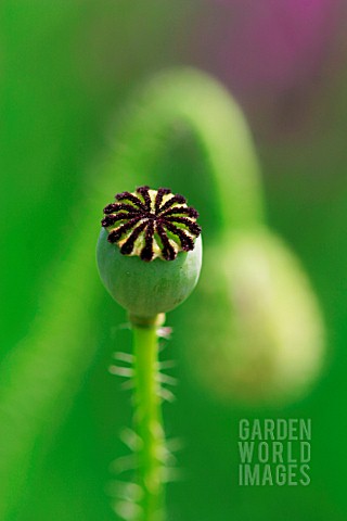 PAPAVER_POPPY