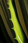 FOETIDA ‘MEDIOPICTA’, FURCRAEA