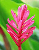 ALPINIA PURPURATA, RED GINGER