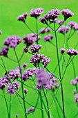 VERBENA BONARIENSIS, VERBENA, BRAZILIAN VERBENA