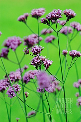 VERBENA_BONARIENSIS_VERBENA_BRAZILIAN_VERBENA