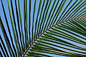 PHOENIX, PALM - DATE PALM