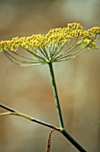 FOENICULUM VULGARE, FENNEL