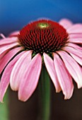 ECHINACEA PURPUREA, ECHINACEA, PURPLE CONEFLOWER