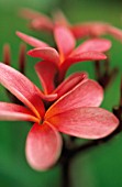 PLUMERIA RUBRA, FRANGIPANI, WEST INDIAN JASMINE, MONOI