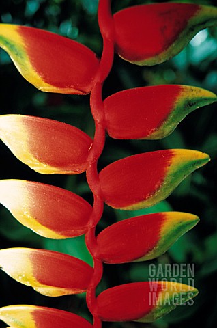 HELICONIA_HELICONIA