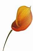 ZANTEDESCHIA, LILY - ARUM LILY, CALLA LILY