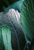 BRASSICA OLERACEA, CABBAGE