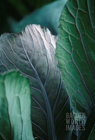 BRASSICA_OLERACEA_CABBAGE