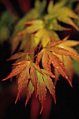 ACER PALMATUM, JAPANESE MAPLE