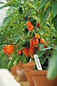 CAPSICUM ANNUUM, CHILLI PEPPER