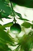 CITRUS AURANTIIFOLIA, LIME