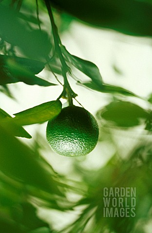 CITRUS_AURANTIIFOLIA_LIME