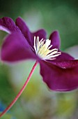 CLEMATIS VITICELLA ETIOLE VIOLETTE, CLEMATIS