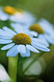 TANACETUM PARTHENIUM, FEVERFEW